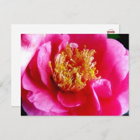 Carte postale Macro Gardenia rose (Devant / Derrière)