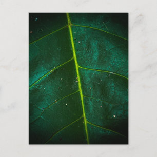 Carte Postale Macro gros plan d'une feuille verte avec un jaune