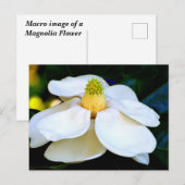 Carte Postale macro image Fleur Magnolia (Devant / Derrière)