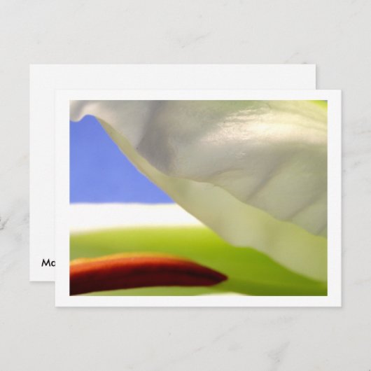 Carte Postale Macro Lily II (Devant / Derrière)