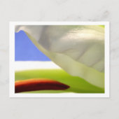 Carte Postale Macro Lily II (Devant)