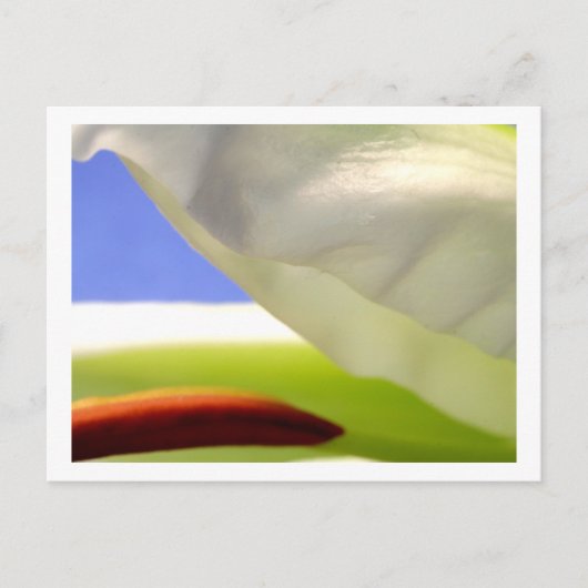Carte Postale Macro Lily II (Devant)