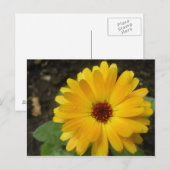 Carte postale Macro Marigold jaune (Devant / Derrière)
