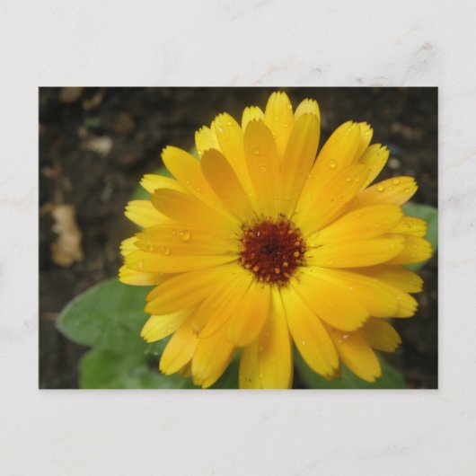 Carte postale Macro Marigold jaune (Devant)