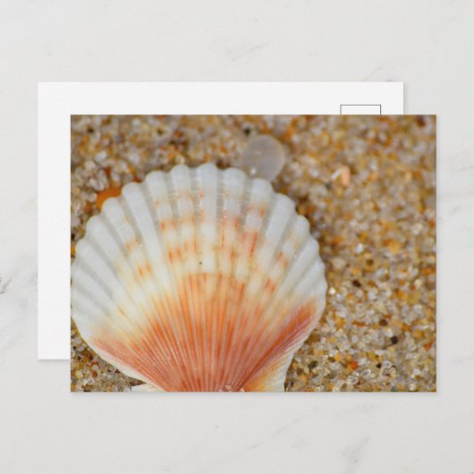 Carte Postale Macro of Scallop Sea Shell in the Sand on Beach (Devant / Derrière)