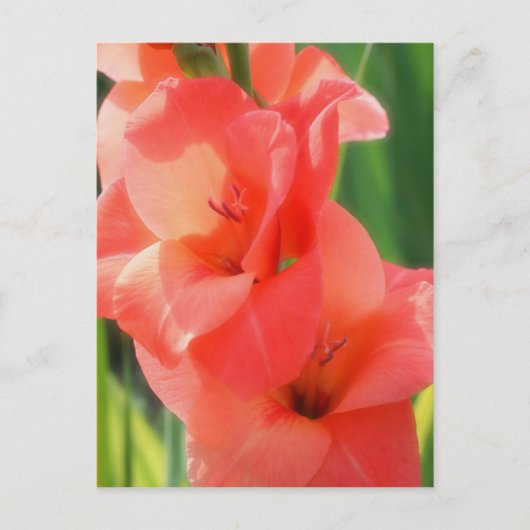 Carte Postale Macro Pêcher Gladiolas Fleur Nature (Devant)