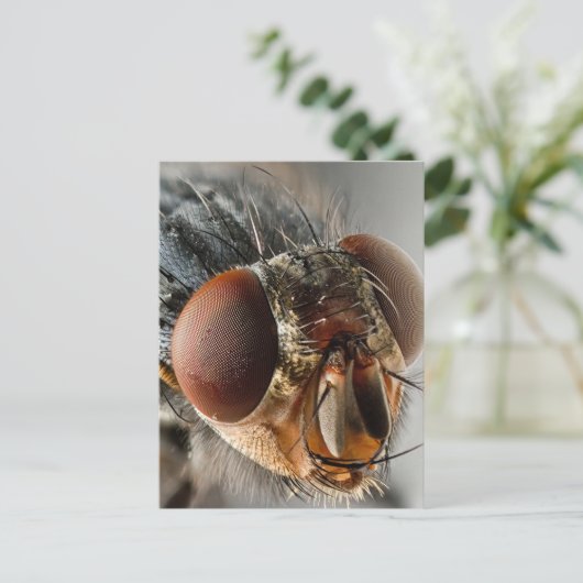 Carte Postale Macro photo d'une mouche (Debout devant)