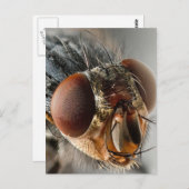 Carte Postale Macro photo d'une mouche (Devant / Derrière)