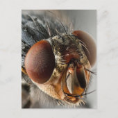 Carte Postale Macro photo d'une mouche (Devant)