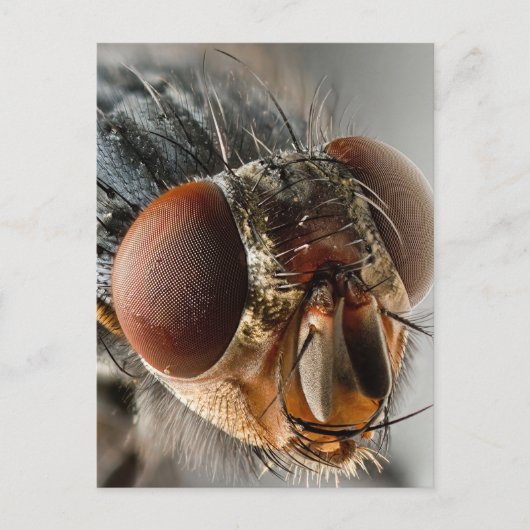 Carte Postale Macro photo d'une mouche (Devant)