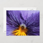 Carte Postale Macro : purple et jaune pansement (Devant / Derrière)