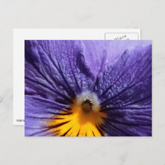 Carte Postale Macro : purple et jaune pansement (Devant / Derrière)