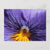 Carte Postale Macro : purple et jaune pansement (Devant)