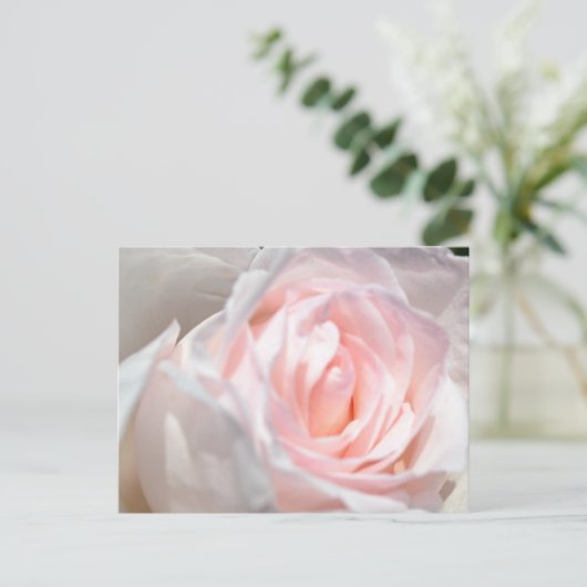 Carte Postale Macro rose (Debout devant)