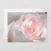 Carte Postale Macro rose (Devant / Derrière)