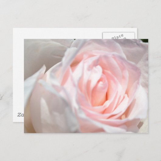 Carte Postale Macro rose (Devant / Derrière)