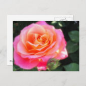 Carte Postale Macro Rose rose et orange (Devant / Derrière)