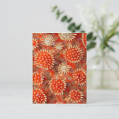 Carte Postale Macro Sea Star (Debout devant)