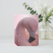 Carte Postale Macro Shot, Fluffy Flamant rose rose doux (Debout devant)
