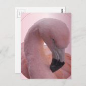 Carte Postale Macro Shot, Fluffy Flamant rose rose doux (Devant / Derrière)