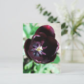 Carte Postale Macro tulipe noire (Debout devant)