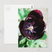 Carte Postale Macro tulipe noire (Devant / Derrière)