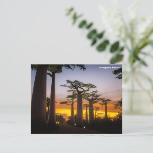 Carte postale Madagascar (Debout devant)