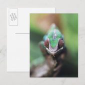 Carte Postale Madagascar, bar rouge Panther Chameleon (Devant / Derrière)