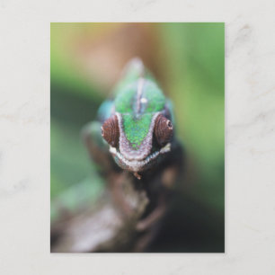 Carte Postale Madagascar, bar rouge Panther Chameleon