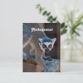 Carte Postale Madagascar Lemur (Debout devant)