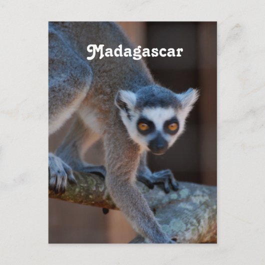 Carte Postale Madagascar Lemur (Devant)