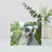 Carte postale Madagascar Lemur (Debout devant)
