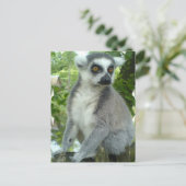 Carte postale Madagascar Lemur (Debout devant)