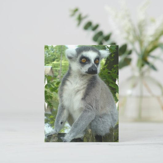 Carte postale Madagascar Lemur (Debout devant)