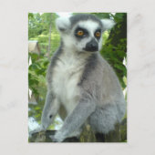 Carte postale Madagascar Lemur (Devant)