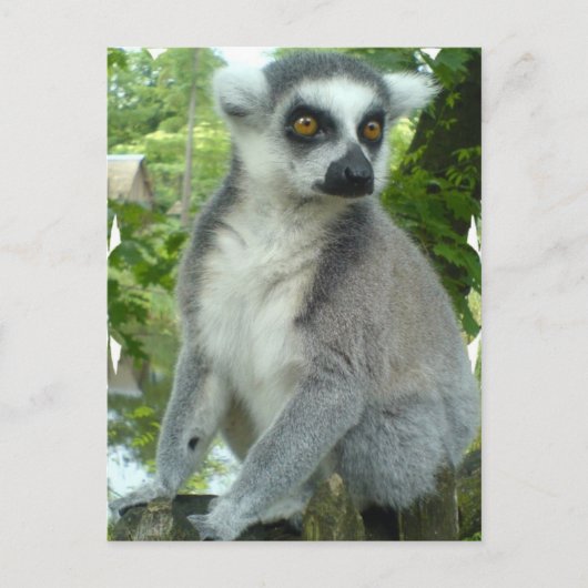 Carte postale Madagascar Lemur (Devant)