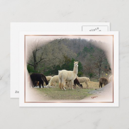 Carte postale Madame Pompadour (Devant / Derrière)