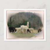 Carte postale Madame Pompadour (Devant)