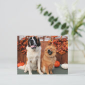Carte Postale Mae - St Bernard et Cinny - Chow Chow Photo 4 (Debout devant)