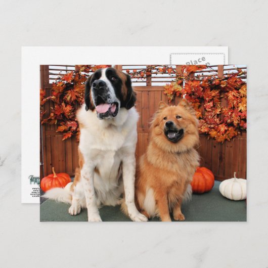 Carte Postale Mae - St Bernard et Cinny - Chow Chow Photo 4 (Devant / Derrière)