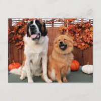 Mae - St Bernard et Cinny - Chow Chow Photo 4