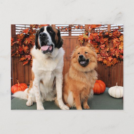 Carte Postale Mae - St Bernard et Cinny - Chow Chow Photo 4 (Devant)