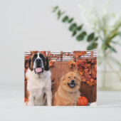 Carte Postale Mae St Bernard et Cinny Chow Photo-11 (Debout devant)