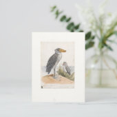 Carte Postale Magasin de chaussures 1887 Imprimer Zoologica Amst (Debout devant)