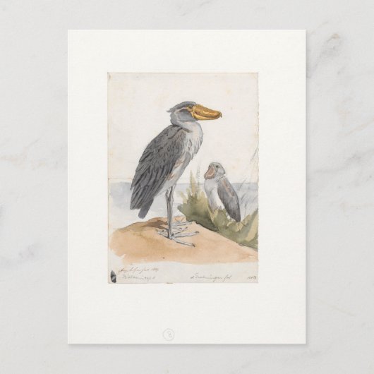 Carte Postale Magasin de chaussures 1887 Imprimer Zoologica Amst (Devant)