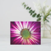 Carte postale Magenta Daisy (Debout devant)