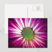 Carte postale Magenta Daisy (Devant / Derrière)
