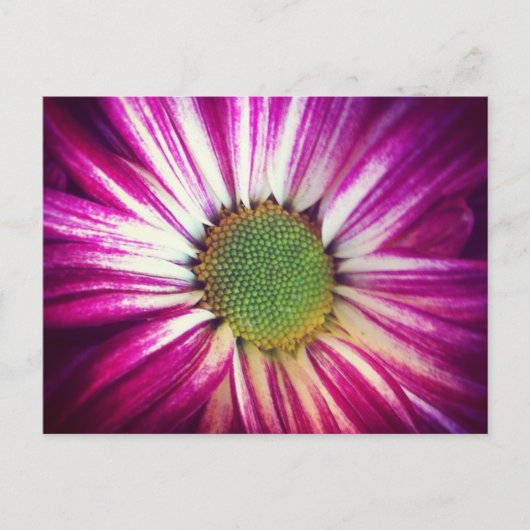 Carte postale Magenta Daisy (Devant)