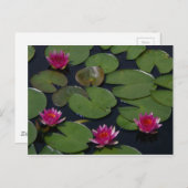 Carte Postale Magenta Lotus Nénuphar (Devant / Derrière)