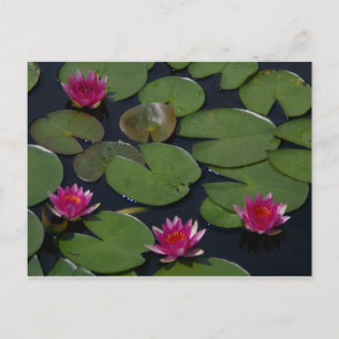 Carte Postale Magenta Lotus Nénuphar